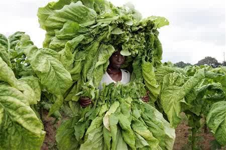 Zim 2014 Tobacco crop seen beating 2013 Harvest by industry